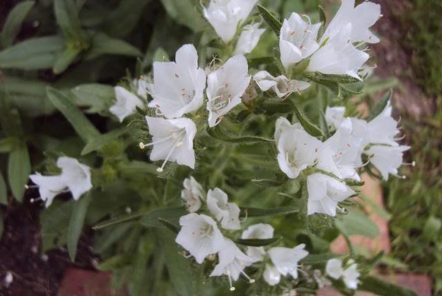 white Viper's Bugloss seeds, 50 Seeds   #IEB13