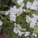 white Viper's Bugloss seeds, 50 Seeds   #IEB13
