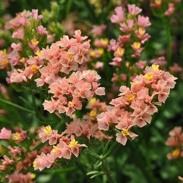 flower seeds Statice Apricot  50 Seeds, great for your garden  #IEB13