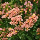 flower seeds Statice Apricot  50 Seeds, great for your garden  #IEB13