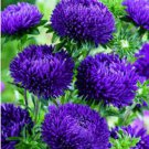 50 seeds  Aster Gremlin Dark Violet, easy to grow  #IEB13