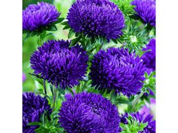50 seeds  Aster Gremlin Dark Violet, easy to grow  #IEB13