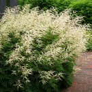 100 seeds Goat's Beard  Cream, easy to grow  #IEB13