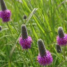 purple flower  Clover  Prairie Purple, 500 Seeds  #IEB13