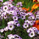 200 fresh seeds purple  Bird's Eye  Gilia #IEB13