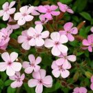 200 flower seeds Soapwort  Rose pink color  #IEB13