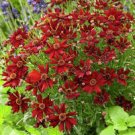 Coreopsis Mahogany Midget  50 fresh Seeds , easy to grow  #IEB13