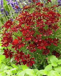 Coreopsis Mahogany Midget  50 fresh Seeds , easy to grow  #IEB13