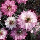 50 seeds Love In a Mist  Rose, easy o grow   #IEB13