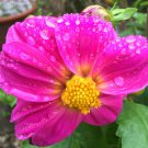 25 flower seeds  Dahlia  Mignon Rose, easy to grow   #IEB13