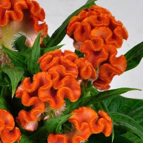 orange Cockscomb flower seeds, 25 Seeds  #IEB13