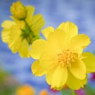 yellow Cosmos Sulphur flower  100 Seeds, easy to grow   #IEB13