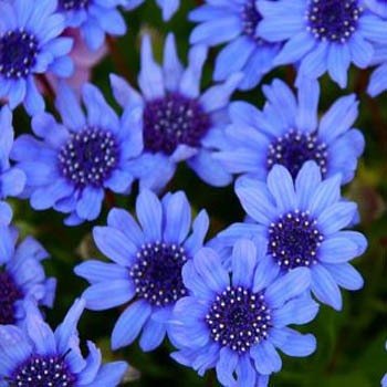 25 seeds  Blue Daisy flower, easy to grow    #IEB13