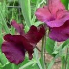 15 flower seeds Sweet Pea  Royal  Maroon colors, easy to grow   #IEB13