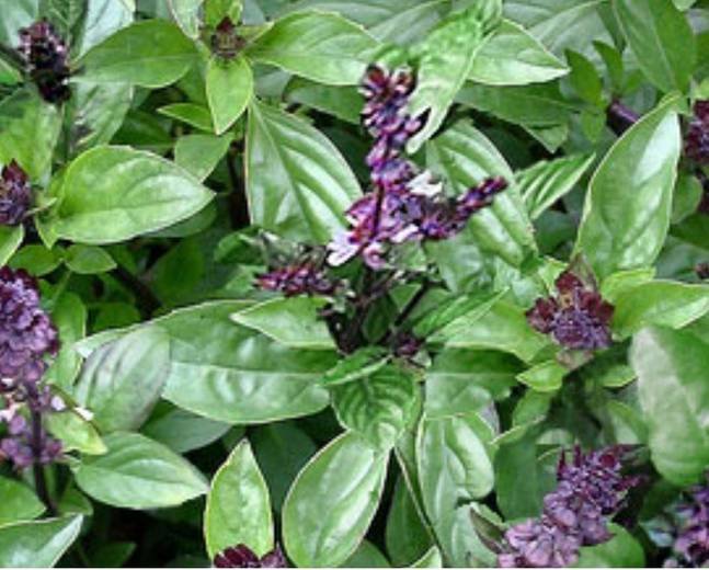 flower seeds Basil  Cinnamon, 100 Seeds   #IEB13