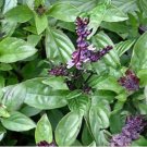 flower seeds Basil  Cinnamon, 100 Seeds   #IEB13