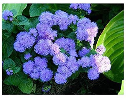 blue prety flower  Ageratum 200 Seeds, easy to grow  #IEB13