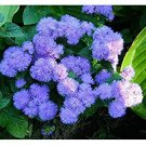blue prety flower  Ageratum 200 Seeds, easy to grow  #IEB13