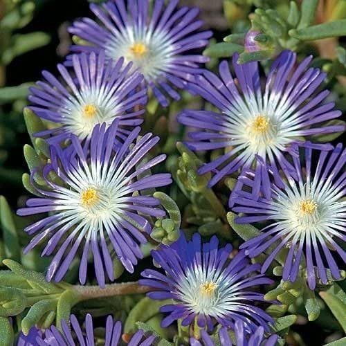 purple flower Ice Plant Stardust, 25 Seeds  #IEB13