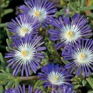 purple flower Ice Plant Stardust, 25 Seeds  #IEB13