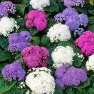 mixed color Ageratum  200 Seeds,easy to grow    #IEB13