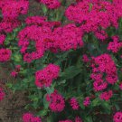 prety pink flower  Catchfly  Armeria 500 Seeds, easy to grow  #IEB13