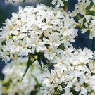400 seeds white Lychnis  Snowstar, easy to grow   #IEB13