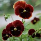 50 flower seeds Pansy  Claret   #IEB13