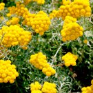 200 flower seeds Yellow Ageratum, great for your garden     #IEB13