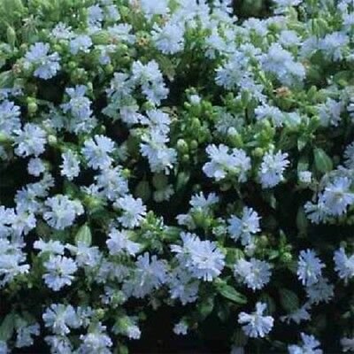 blue flower Catchfly  Snowdrop blue color , 200 Seeds  #IEB13