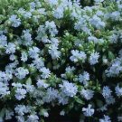 blue flower Catchfly  Snowdrop blue color , 200 Seeds  #IEB13