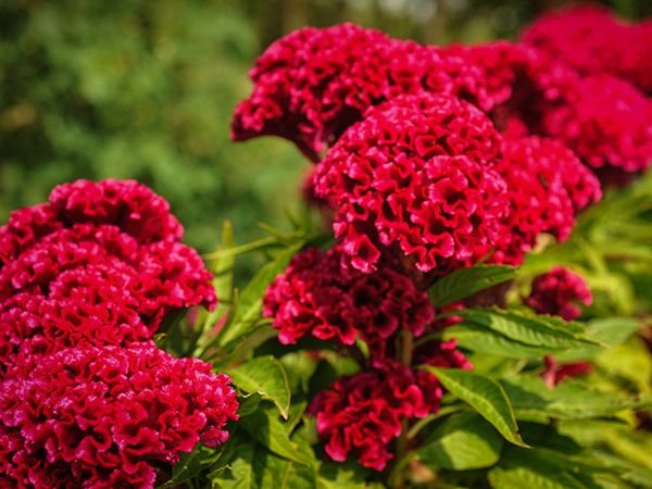 red flower Cockscomb  Carmine, 25 Seeds   #IEB13