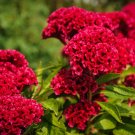 red flower Cockscomb  Carmine, 25 Seeds   #IEB13
