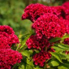 25 seed red Cockscomb Carmine, easy to grow    #IEB13