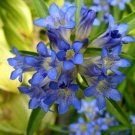 blue flower Gentian  Nikita  25 Seeds, easy to grow  #IEB13