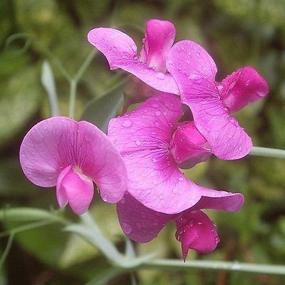 prety flower pink Sweet Pea  Pearl 15 Seeds, easy to grow   #IEB13
