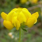 yellow flower seeds Bird's Foot Trefoil, 200 Seeds #IEB13