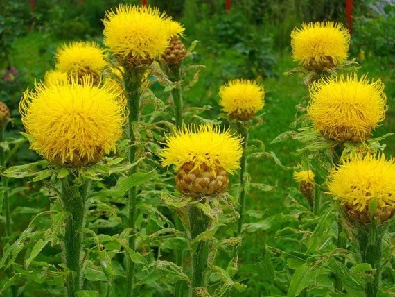 25 flower seeds yellow  Cornflower  Macrocephala, easy to grow #IEB13