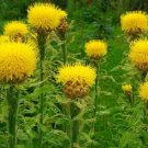25 flower seeds yellow  Cornflower  Macrocephala, easy to grow #IEB13