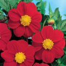 25 flower seeds Dahlia  Mignon Red  colors, easy to grow  #IEB13