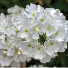 50 flower seeds white Verbena, easy to grow #IEB13