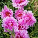 flower seeds  Portulaca  Moss Rose Pink Portulacea, 500 seeds  #IEB15