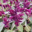 50 flower seeds Salvia Seeds Vista Purple, great for your garden  #IEB15