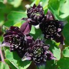 black  Columbine  Aquilegia Barlow  50 Seeds, easy to grow  #IEB15