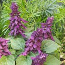 50 flower seeds Salvia Sizzler Purple, easy to grow   #IEB15
