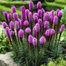 purple flower seeds  Liatris  Kobold  Dwarf , 250 seeds #IEB15