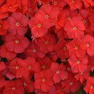 50 seeds  Phlox   Ethnie Scarlet, easy to grow  #IEB15