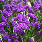 250 Seeds Flower Seeds Statice Seeds Premium Purple    #IEB15