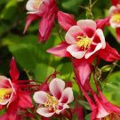 flower seeds red  Columbine Seeds Crimson Star,100 seeds #IEB15