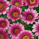50 Gazania Seeds Pink Seeds Flower Seeds, easy to grow #IEB15
